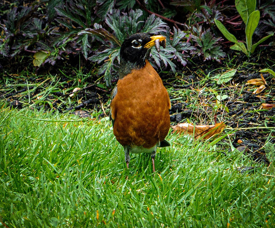 Linda McShane-Hatley Robin