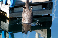 FIRST PLACE - Anne Lacourt-Otter Going Under