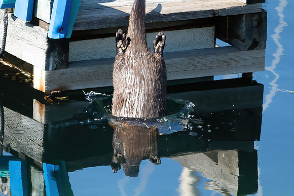 FIRST PLACE - Anne Lacourt-Otter Going Under