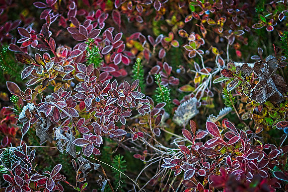 Jessica North-O'Connell Frosted Leaves