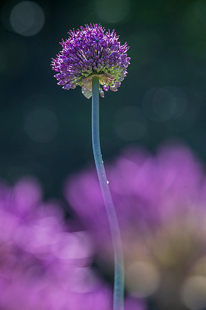 Iris Schurz-1