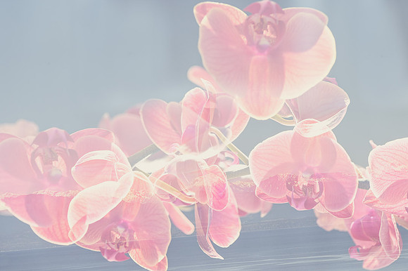 katie-hubberstey---3---delicate-orchid_49767181627_o