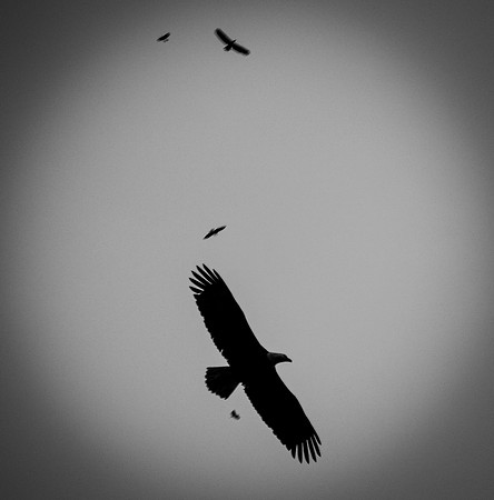 Linda McShane-Circling Eagles