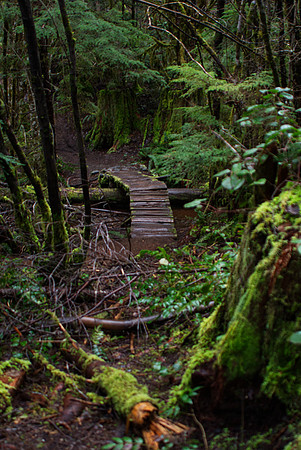 Norman Mathew-Forest Bridges