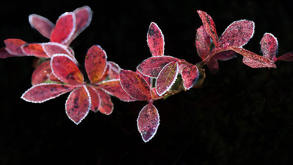 Marie MacIsaac Diamond Leaf