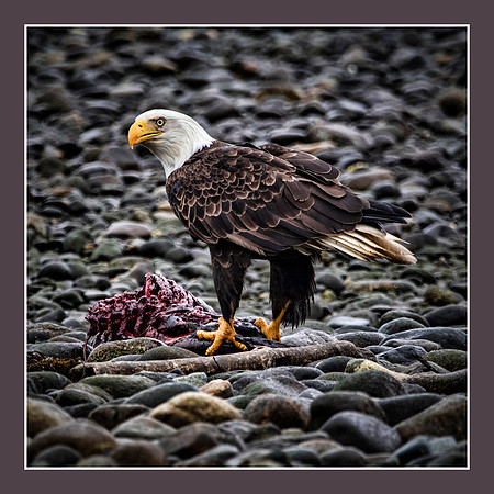 Robert Burkholder-My Lunch, Not Yours