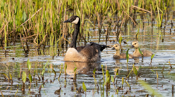 Beth Newman-Goose and Goslings