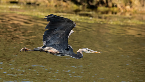 Beth Newman-Great Blue Heron