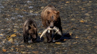 Cindy Powell-Grizzly Mom and Cub.