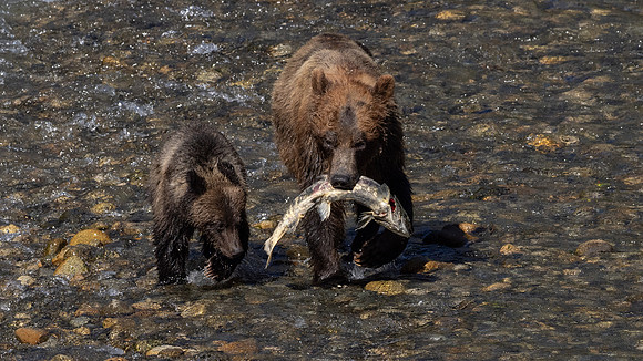 Cindy Powell-Grizzly Mom and Cub.