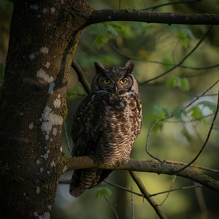 George Bowron-Great Horned Owl at Dusk