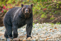 Iris Schurz-Grizzly on a Stroll