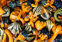 Iris Schurz-Lots of Gourds!