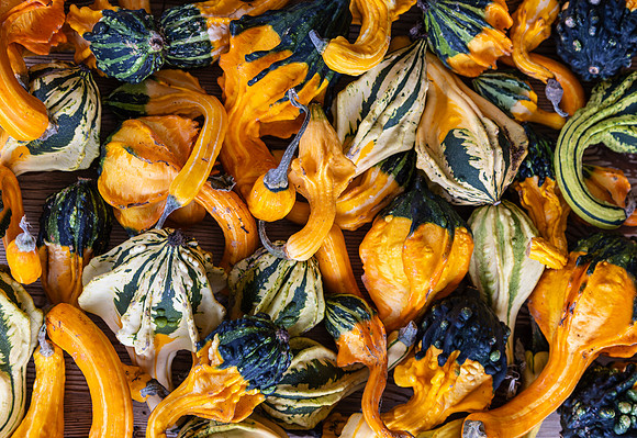 Iris Schurz-Lots of Gourds!