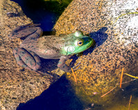 Jim Whyte-une Grenouille