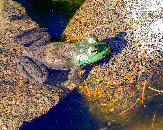 Jim Whyte-une Grenouille
