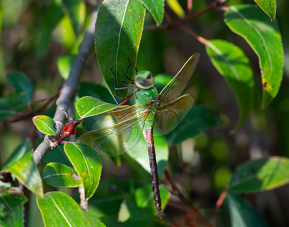 Katie Hubberstey-Green Darner in Hiding