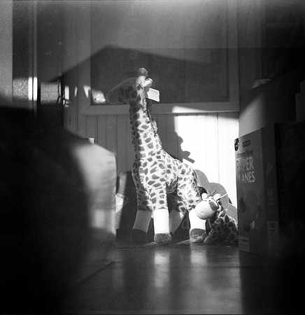 Mason Laver-Giraffe