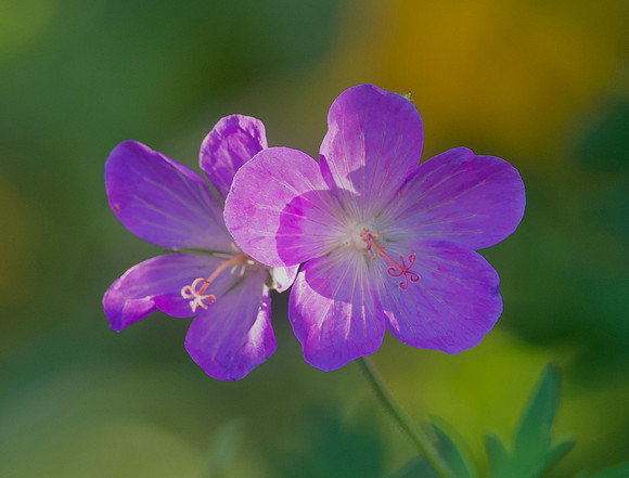 Tess Boutilier-Light and Shadow of a Geranium