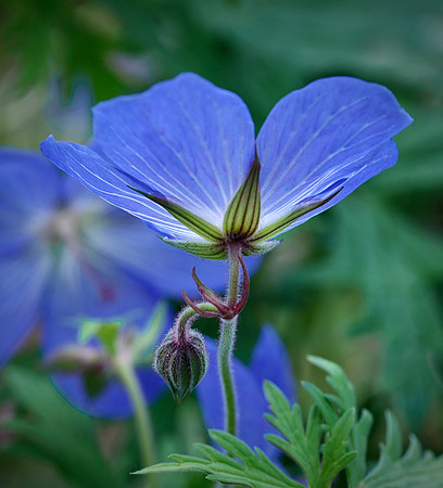 Tess Boutilier-Natural Light of a Geranium