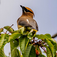 Beth Newman-Cedar Waxwing
