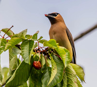 Beth Newman-Cedar Waxwing Eating Cherries