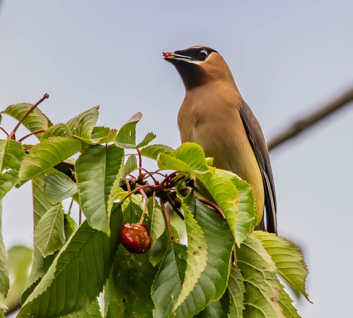 Beth Newman-Cedar Waxwing Eating Cherries