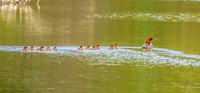 Beth Newman-Merganser Family