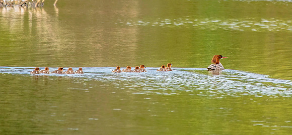 Beth Newman-Merganser Family