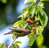 Anne L-Cedar Waxing 2