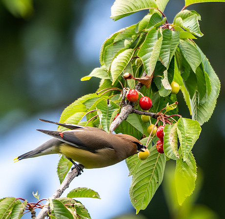 Anne L-Cedar Waxing 2
