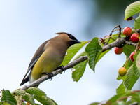 Cindy Powell-Cedar Waxwing 2