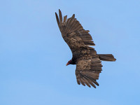 Cindy Powell-Turkey Vulture