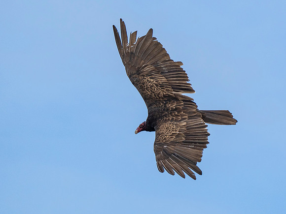 Cindy Powell-Turkey Vulture