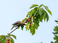 Cindy Powell-Cedar Waxwing
