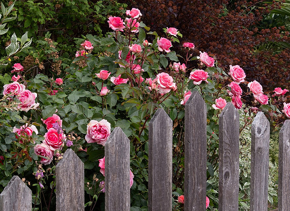 Jenny Houg-The Rose Garden