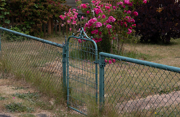 Jenny Houg-Through the Garden Gate