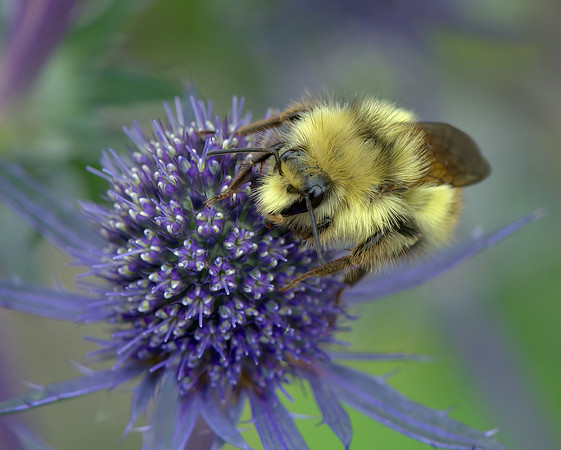 Marie MacIsaac-Busy Pollinator