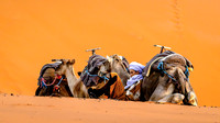 The Young Camel Herder -Bob Ell  29