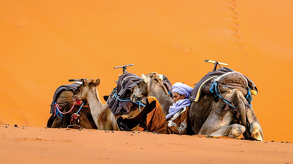The Young Camel Herder -Bob Ell  29