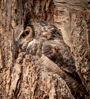 Nature's Camouflage - Judy Johnston.  32