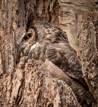 Nature's Camouflage - Judy Johnston.  32