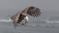Soaring Sustenance -Marie MacIsaac  32.25