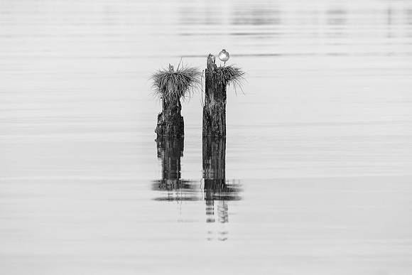 Bill Bentley-Balancing Act