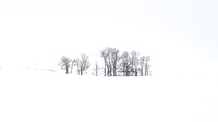 Carol Kujala-Winter's Field