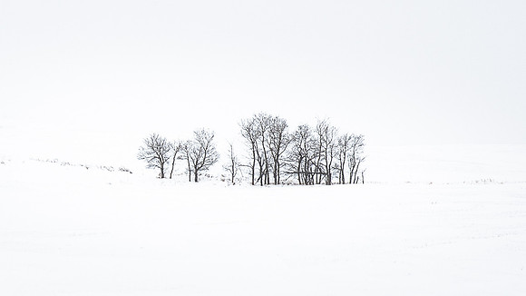 Carol Kujala-Winter's Field