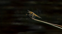 Cindy Powell-Dragonfly