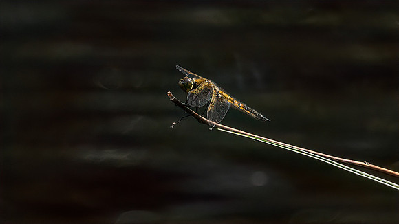 Cindy Powell-Dragonfly
