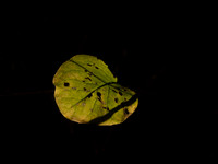 George Bowron-Last Leaf