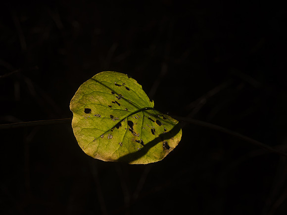 George Bowron-Last Leaf